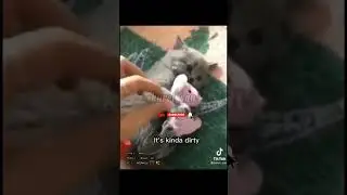 anime funny animal dub in japonese ( credit&raquo; @kurei_san )
