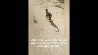 Sterilisation of female street dogs #streetdog #streetdogsindia #streetdogsofinstagram #sterlisation