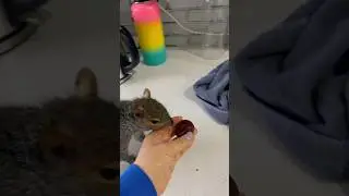 Squirrel tries chestnut for the first time #squirrel #funnyanimals #cuteanimals #fail #chestnut #no