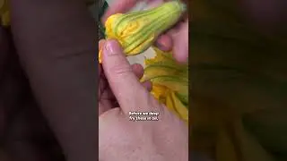 Crispy & Delicious Fried Flowers #growyourownfood #fullvideobelow