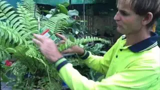 Pruning ferns
