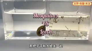 mosquitoes vs leech