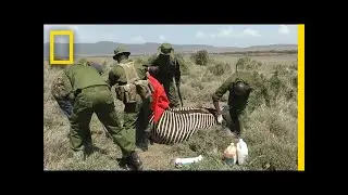 Rare Zebra Gets Second Chance Thanks to Rescuers | National Geographic