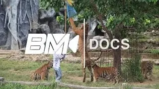 Tiger Temple - BM | Docs