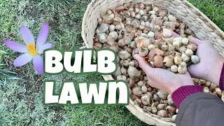 Planting a Flower Bulb Lawn for Spring Pollinators 🌸🐝