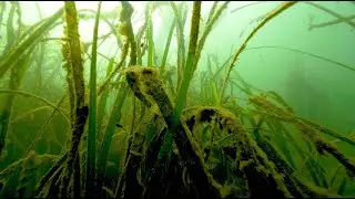 Salish Sea Wild: Экосистемы морских водорослей могут значительно снизить количество патогенных дл...