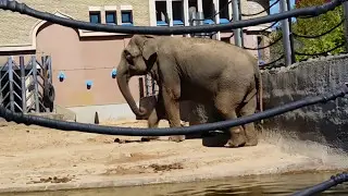 HAPPY DANCING ELEPHANT. Funny video for kids. [Танцующий слон / Tanzen Elefant / Elefante Bailando]