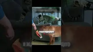 Обычная еда превратилась в ловушку🐈