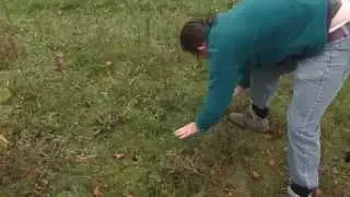 Field Work: Using a Quadrat
