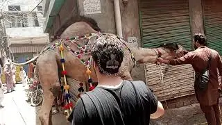 Angry Camel Out Of Control 😱 Camel Run During Qurbani 🐪