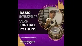 Bsic breeding tips for Ball Pythons