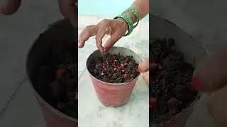 Growing pomegranate plant from seeds at home | Fruit gardening #ytshorts #homegardening