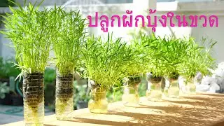 ปลูกผักบุ้งในขวดพลาสติก ปลูกง่าย ไม่เปลืองที่  | Recycling plastic bottles Grow Water Spinach