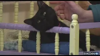 Animal Aid renovations will help more animals