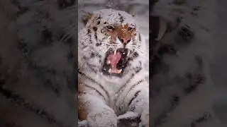#animals #tigers  #animals2024