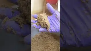 How to make seeds of shiitake mushroom| spawn ingredients