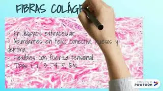 HISTOLOG&Iacute;A: FUNDAMENTOS, TEJIDO CONECTIVO, FIBRAS COL&Aacute;GENAS Y EL&Aacute;STICAS (PARTE 1).