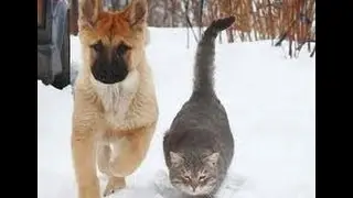 funny Cat ad Dog gifs video compilation [HD]