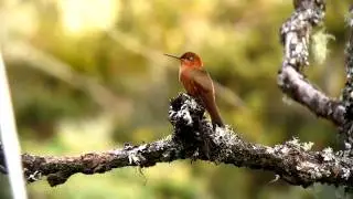 Shining Sunbeam - Aglaeactis cupripennis - Los Nevados, C Andes