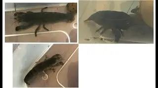 Pr&eacute;sentation crevette gabonaise