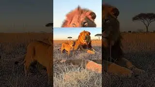 A Lion Cub&rsquo;s Brave Roar and the Majestic Father&rsquo;s Tender Watch The Golden Legacy