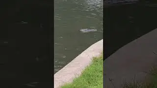 He is a Big Fella! #springs #gator #swimming #florida