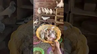 Kabutaro ke bache😍 #minivlog #breedingpair #petlover #vlog #lovebirdsfarming #pets #birds #kabutar
