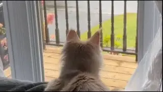 Maine Coon Pasha sees the first snow on October 14, 10.2024