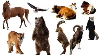 ANIMAL SOUNDS: Alpine goat, Sheep, Mouflon, Chamois, Mountain lion, Bear, Eagle, Chamois, Red panda