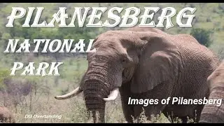 Images of Pilanesberg National Park - Game Reserve - Images of Pilanesberg - DG Overlanding