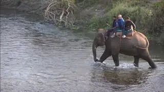 Living with the Gentle Giants | Sauraha Elephant Breeding Center | Chitwan National Park | Nepal |