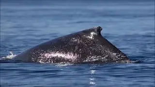 Monitoring of Humpback Whales at Pender Bay, southern Kimberley region