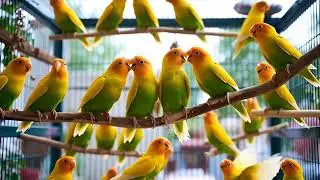 40 Fast Clips of Cute Fischer&rsquo;s Lovebirds 🐦⚡ | Shorts&rdquo;Ultra-Fast Lovebirds Eating & Talking 🐦💚 | 