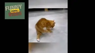 CAT LIKE MICHAEL JENSON DANCE