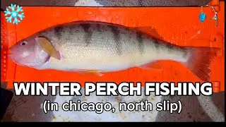 Winter perch fishing in Chicago Lake Michigan North Slip #fishing #fishinglife #fishingvideo