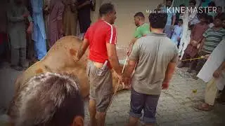 lassi walon ka camel