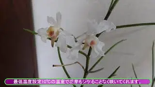 エリドバンダ・ムンディー(Aeridovanda Mundyi)