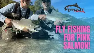 Pink Salmon Fly Fishing Short