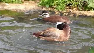 Courtship White-headed duck