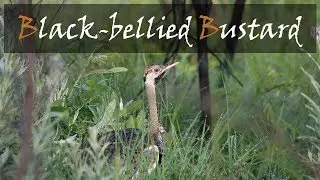 Black-bellied Bustard Bird Call From The Kruger National Park - Mating Call | Stories Of The Kruger