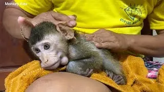 Baby Monkey Alex Bath