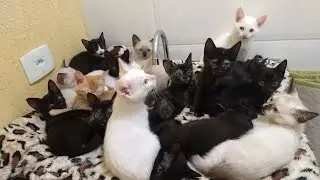 Vídeo/TV para pets  #gatos #cutecat #gatosfofos #gatil