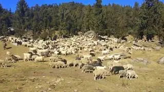Churdhaar Peak, Shirgul Maharaj Temple Himachal Pradesh