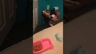 Morning daily routine lol #puppy #cute #cutedog