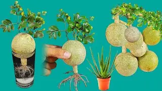 Unique skills How To Grow kadebele Tree From kadebele leaves | How To Make A Tree Very Easily