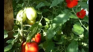 Homestead Happenings: Greenhouse Tour