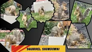 Backyard Squirrel Drama: Fighting, Foraging & Fabric Fiasco!