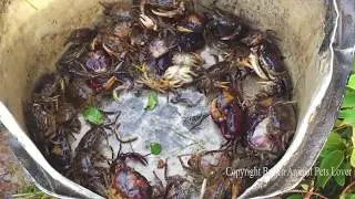 Amazing Boy Make Easy Deep Hole Crab Trap To catch A Lot of Crabs By using An Old pot. works 100%