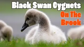 On the Brook with the Black Swan Cygnets in Dawlish