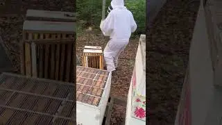 Almost stepped on a snake while pulling honey! #snake #honey